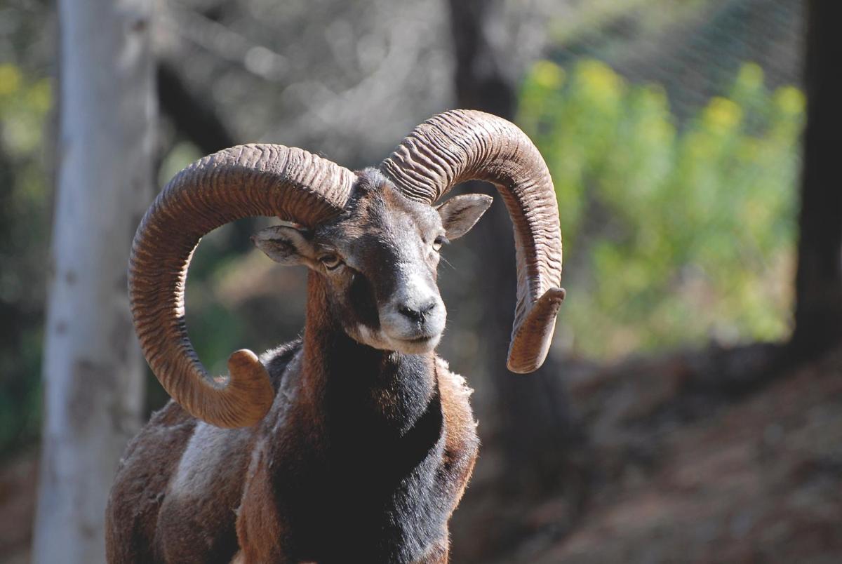 Arbatax Park Resort - Cottage