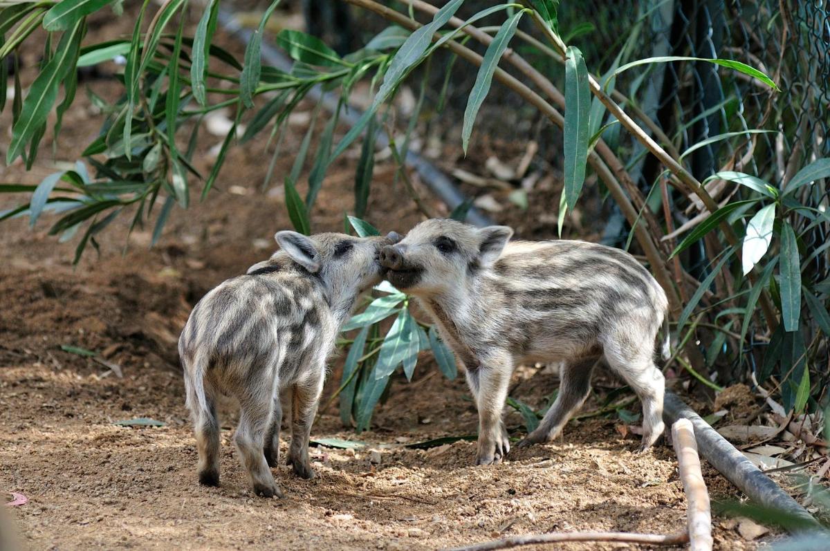 Arbatax Park Resort - Telis