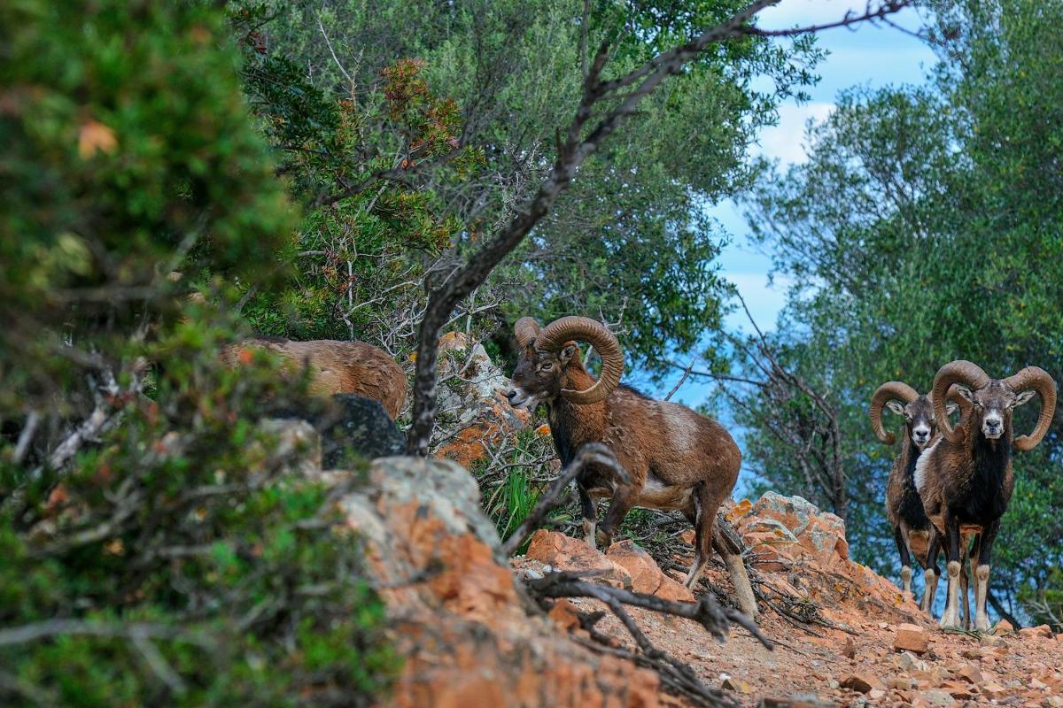 Arbatax Park Resort - Telis
