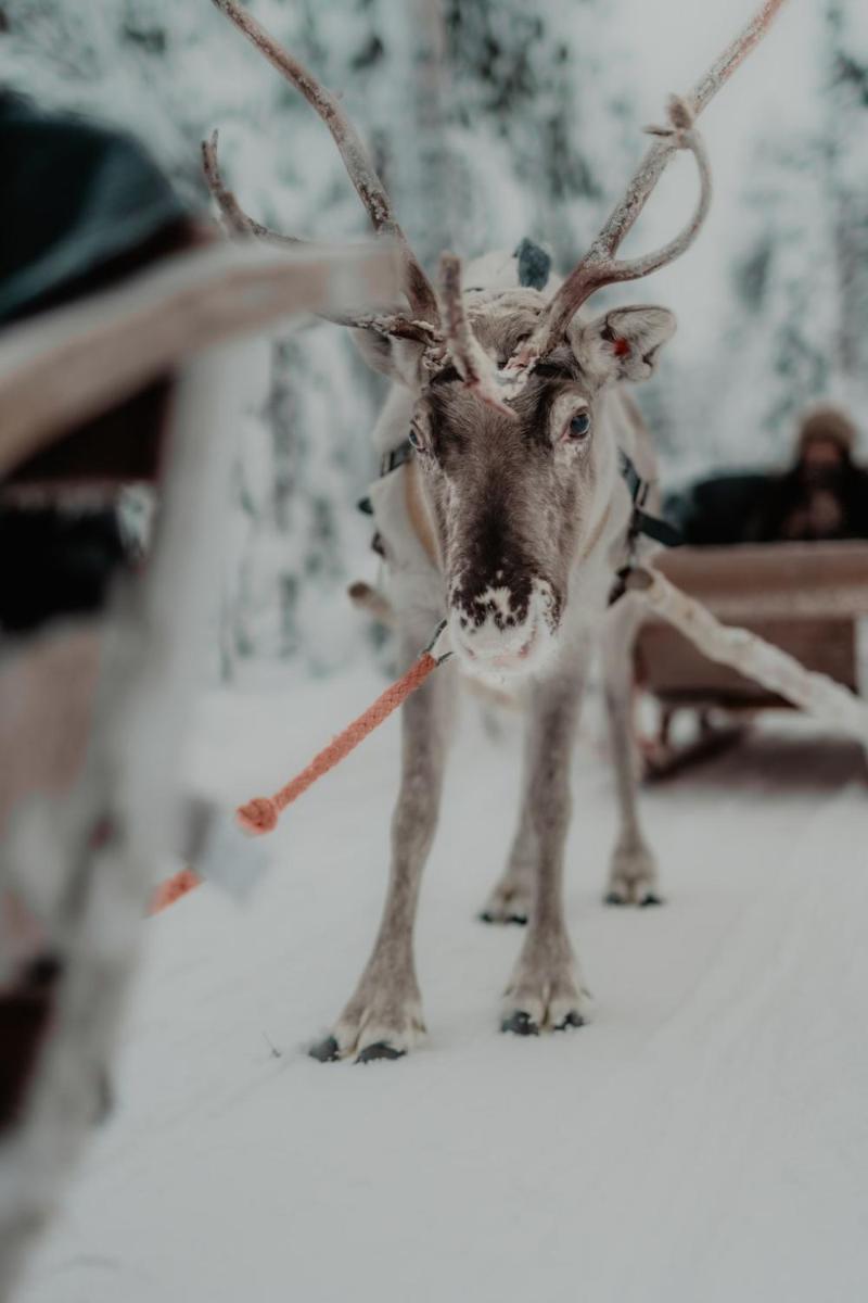 Arctic TreeHouse Hotel