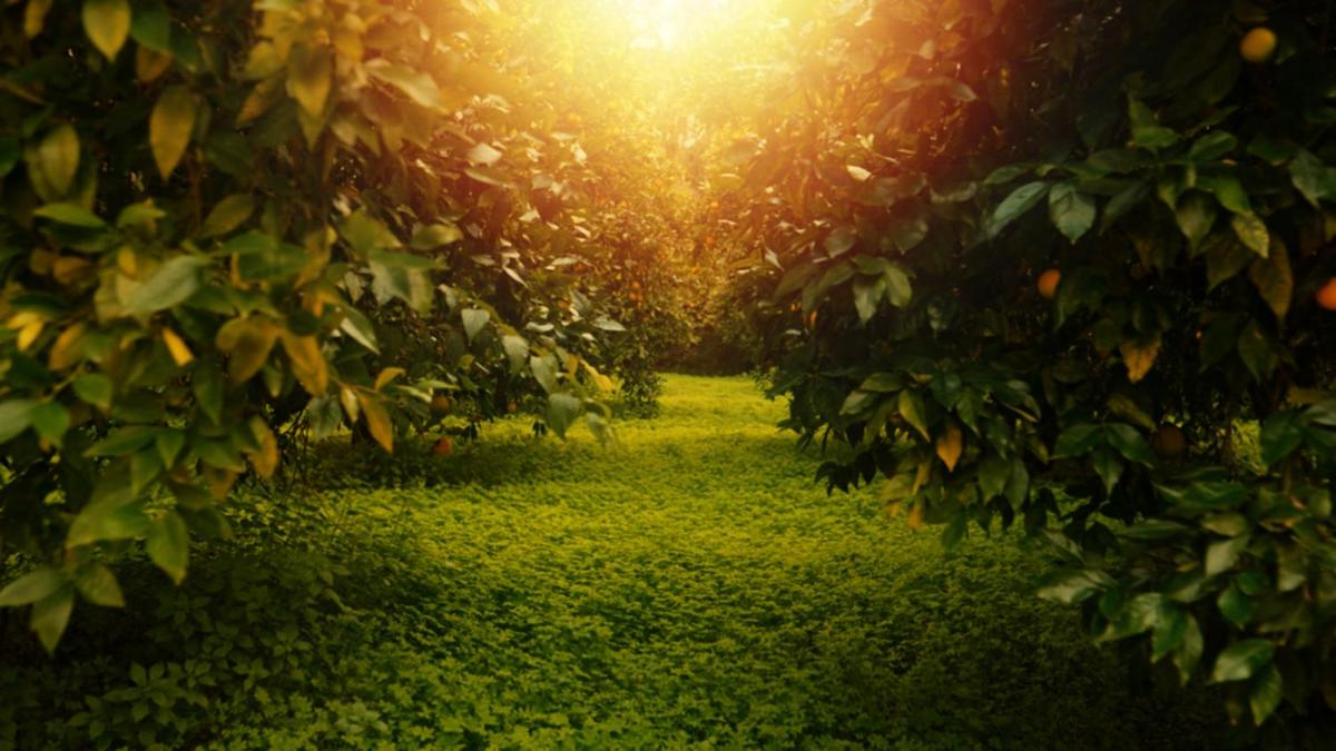 Secret Forest - Wellness Retreat & Healing Spa