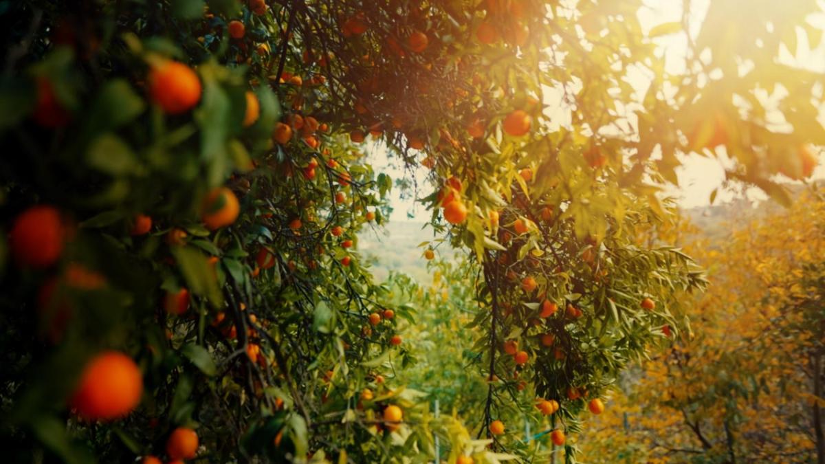 Secret Forest - Wellness Retreat & Healing Spa