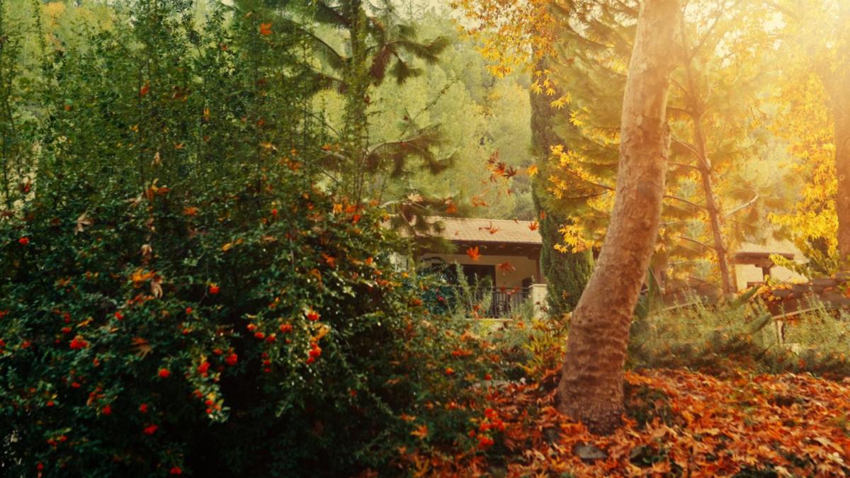 Secret Forest - Wellness Retreat & Healing Spa