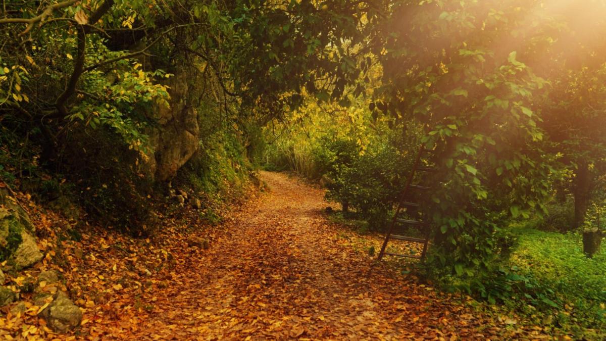 Secret Forest - Wellness Retreat & Healing Spa