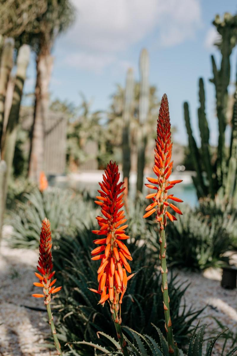 Biblos Resort Alaçatı