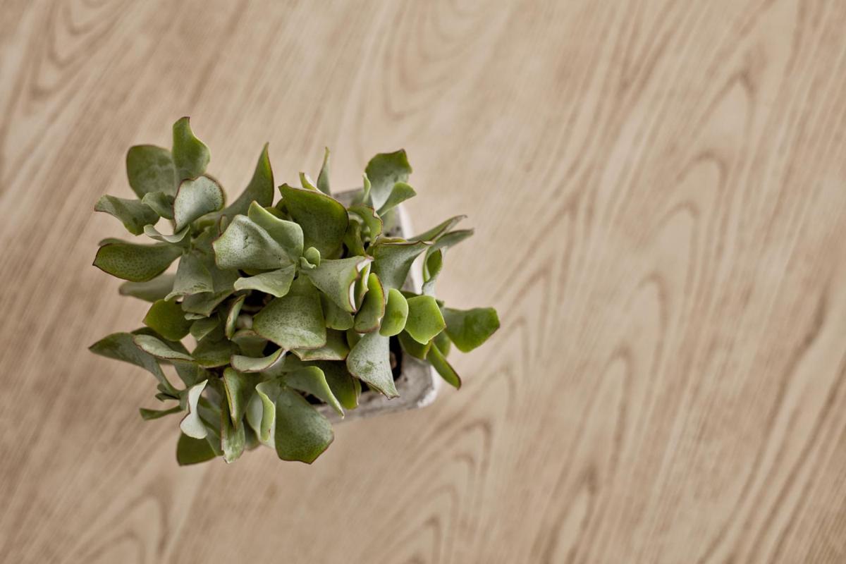 Boho Private Luxury Suites