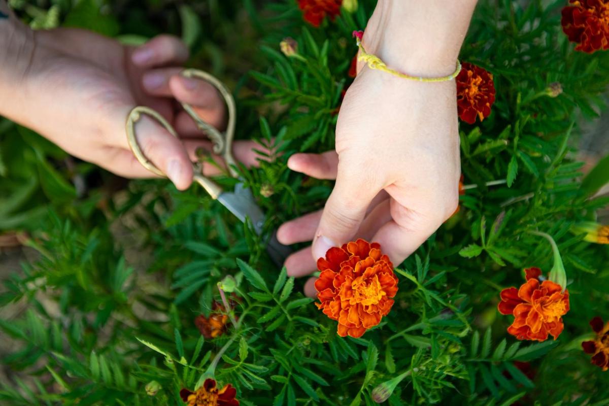 Borgo Antichi Orti Assisi