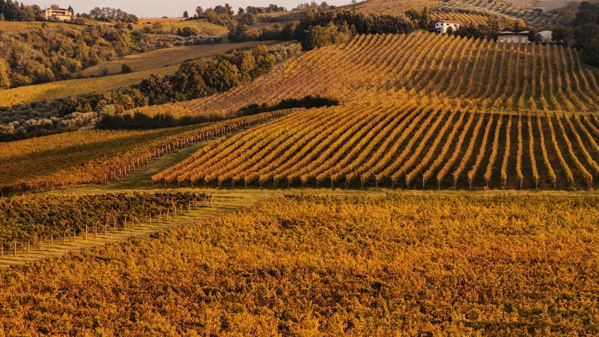 Borgo Conde Wine Resort