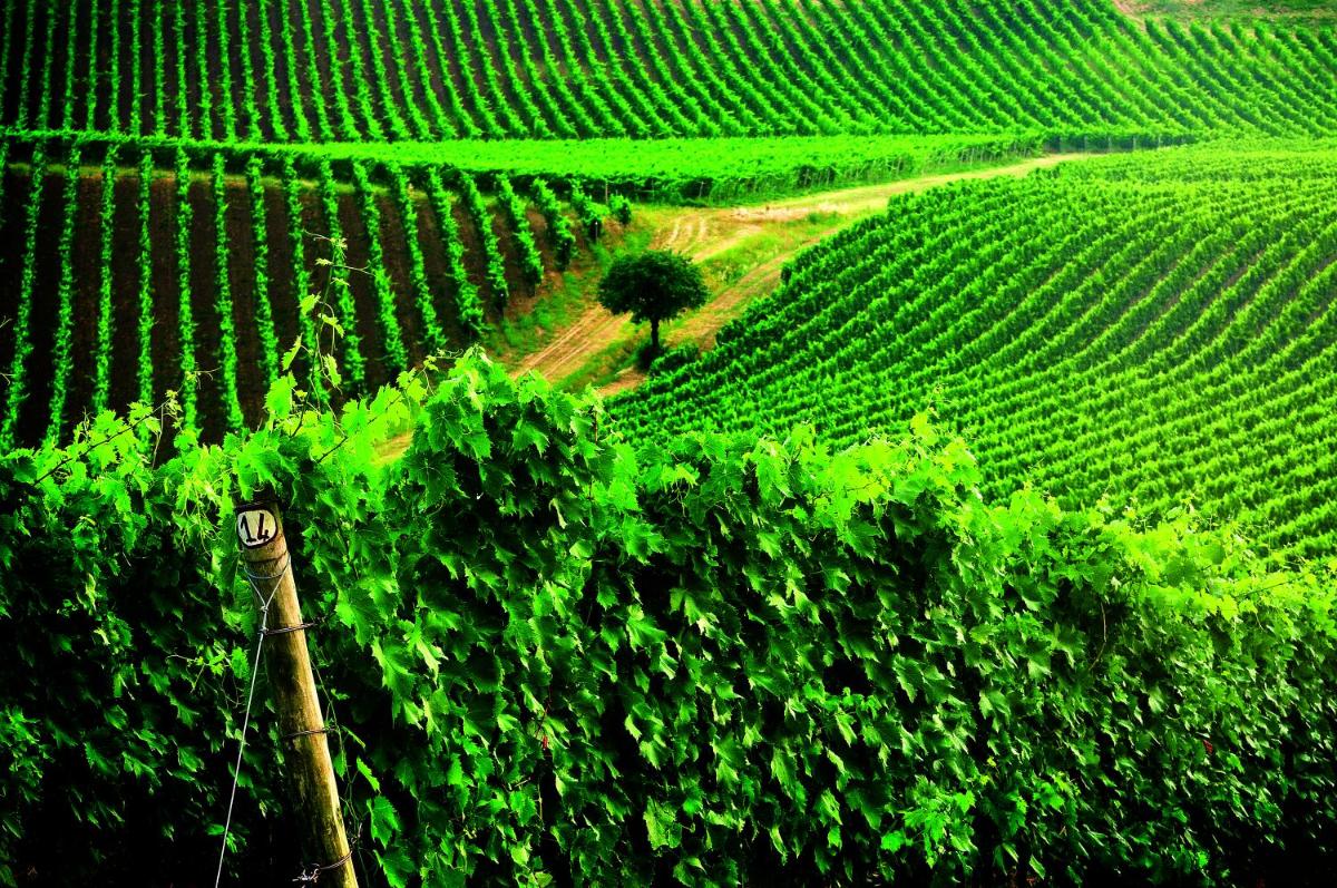 Borgo Conde Wine Resort