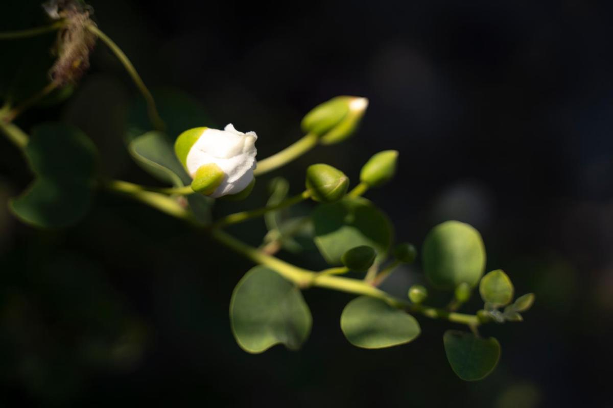 Borgo del Cannitello Romantic Boutique Resort