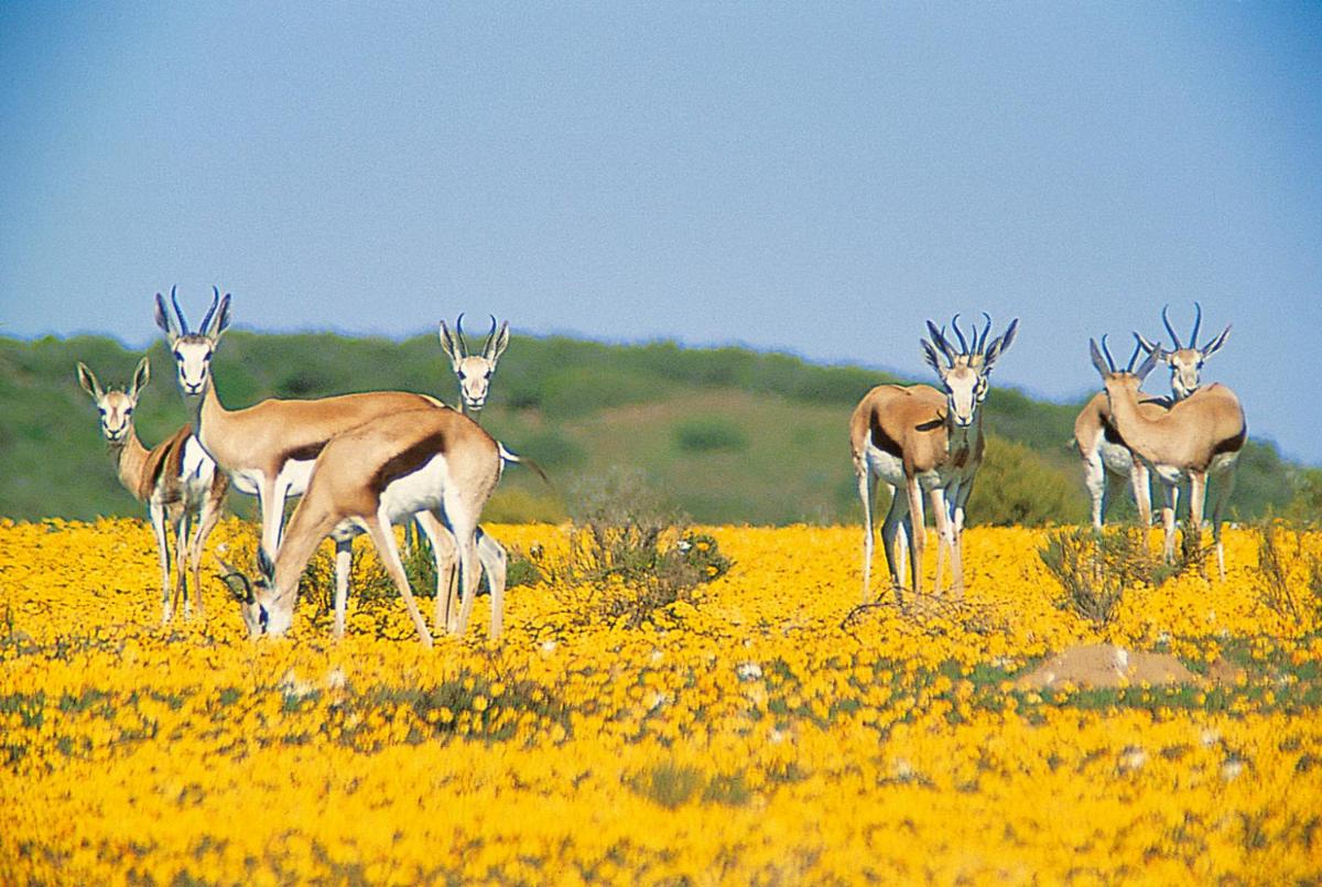 Bushmans Kloof Wilderness Reserve and Wellness Retreat