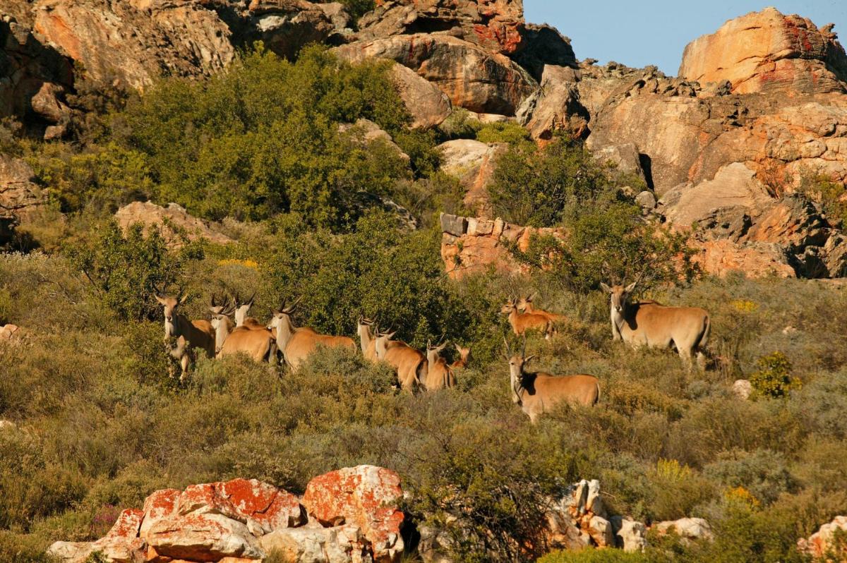 Bushmans Kloof Wilderness Reserve and Wellness Retreat
