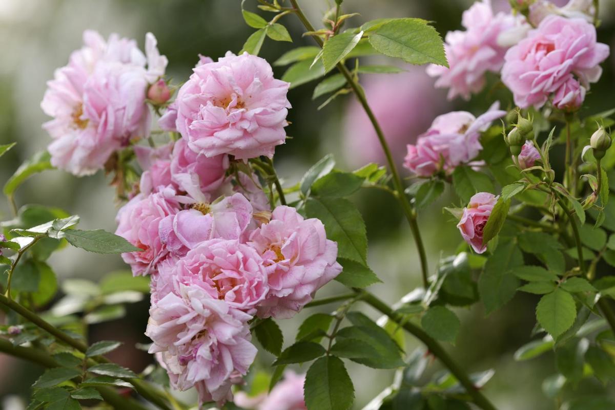 Byblos Art Hotel Villa Amistà