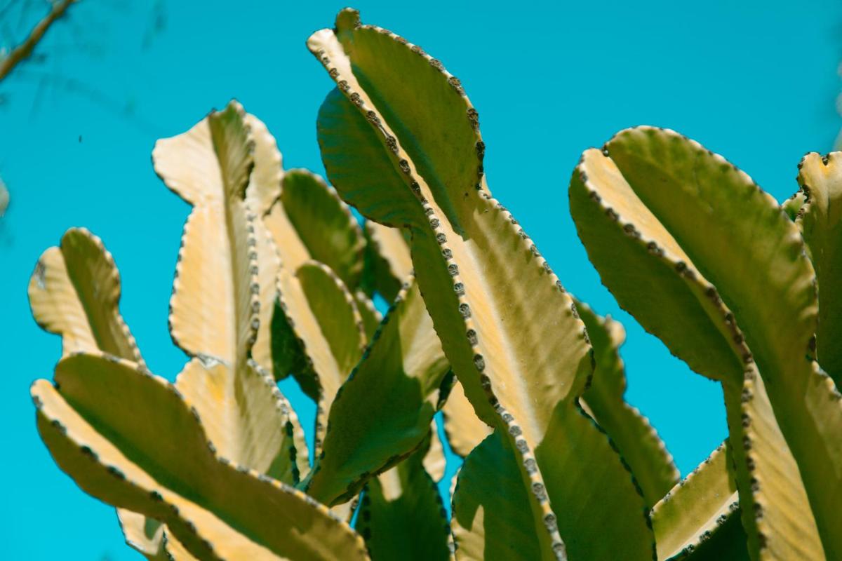 Can Arabí - Adults Only