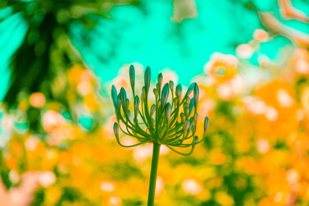 Can Arabí - Adults Only