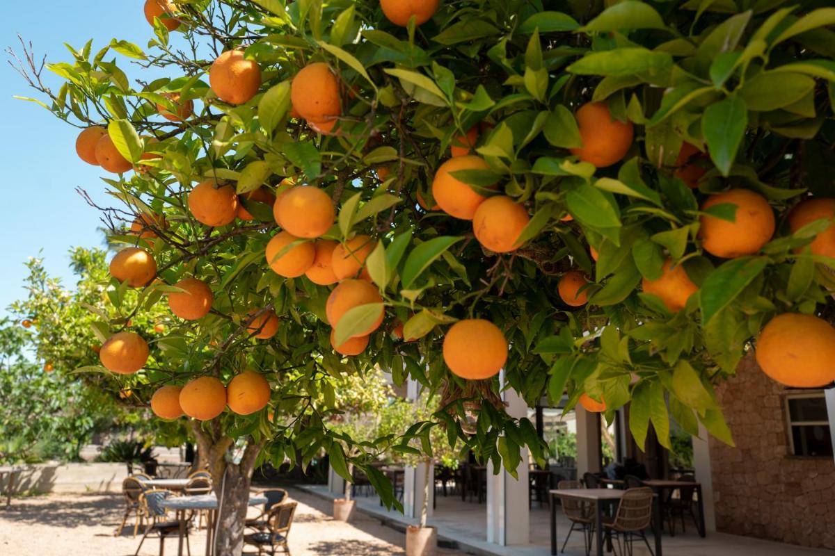 Can Arabí - Adults Only