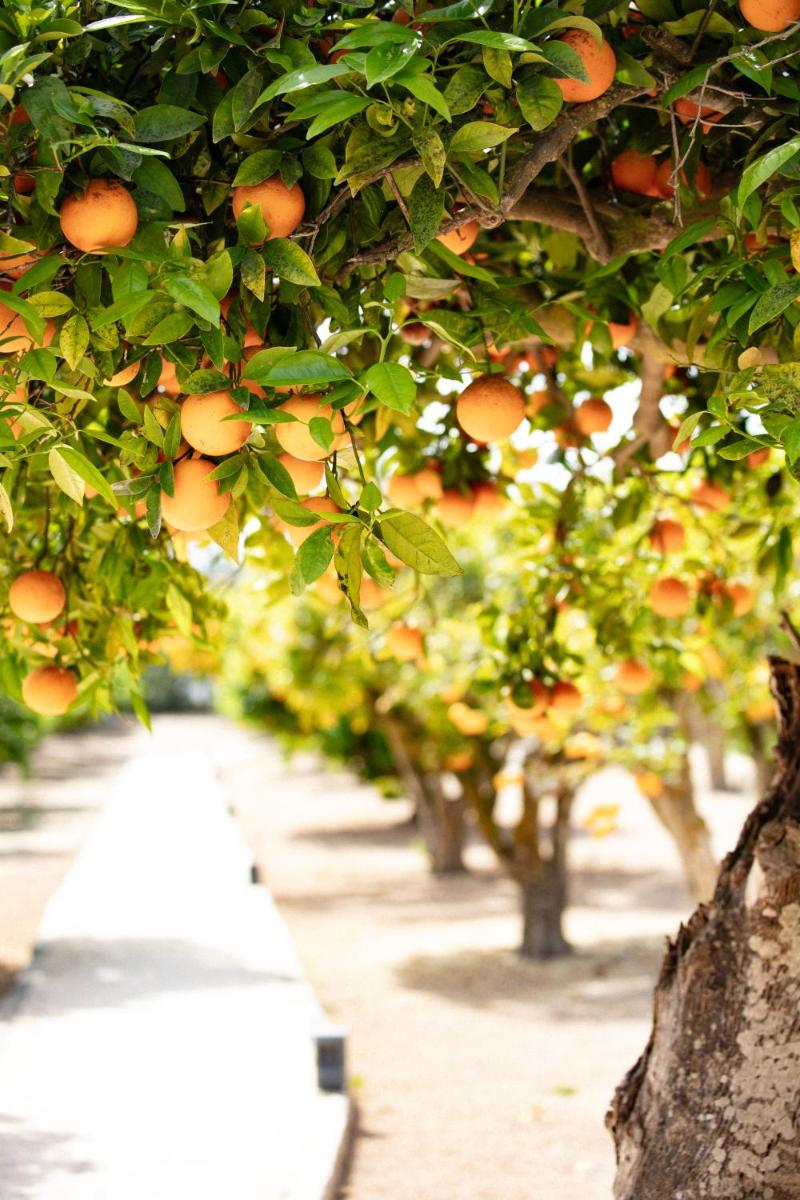 Can Arabí - Adults Only