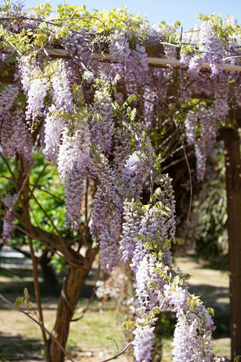 Can Arabí - Adults Only