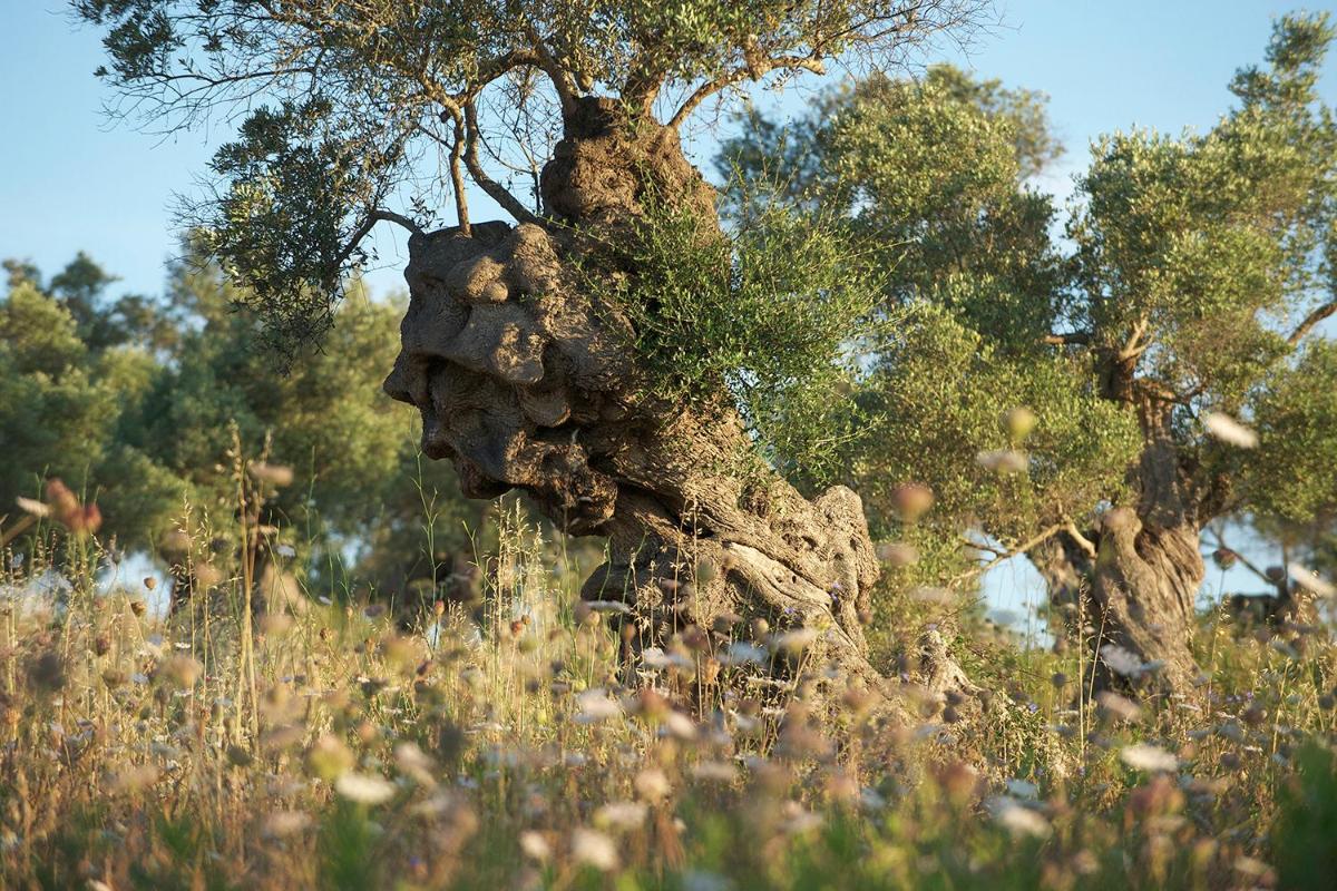 Carrossa Hotel & Spa