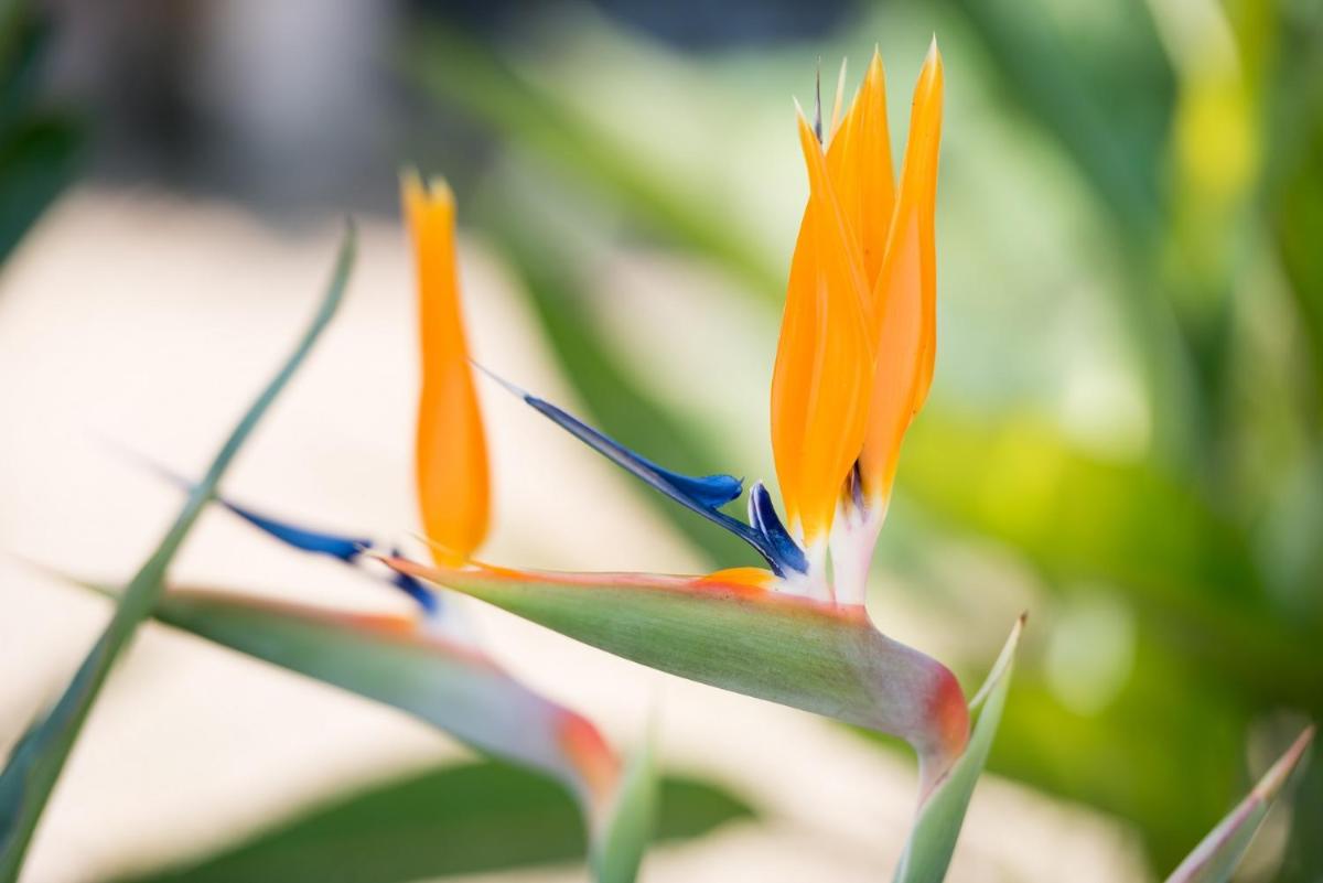 Cas Cabo Nou Agroturismo Adults Only