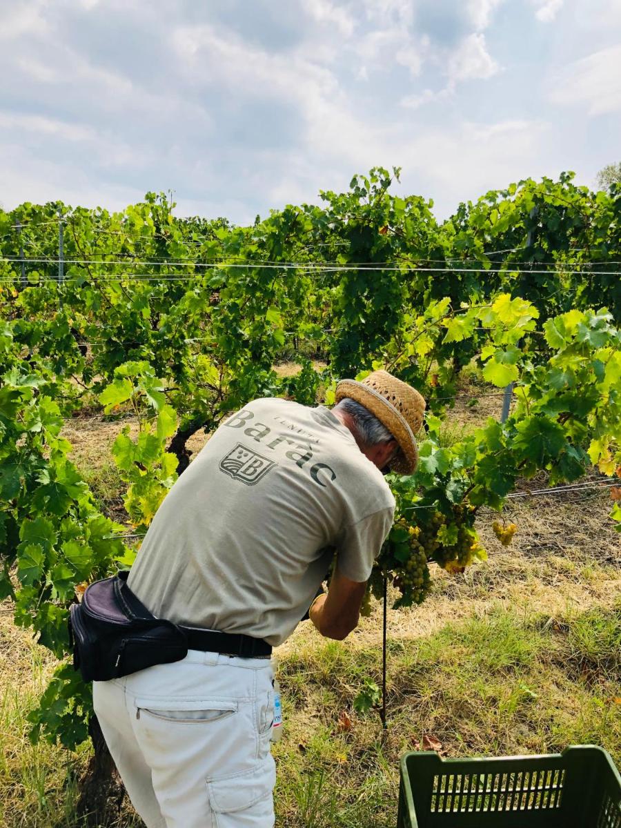 Tenuta Baràc