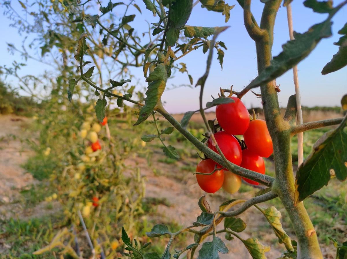 Casette Marianeddi -Agriturismo Marianeddi