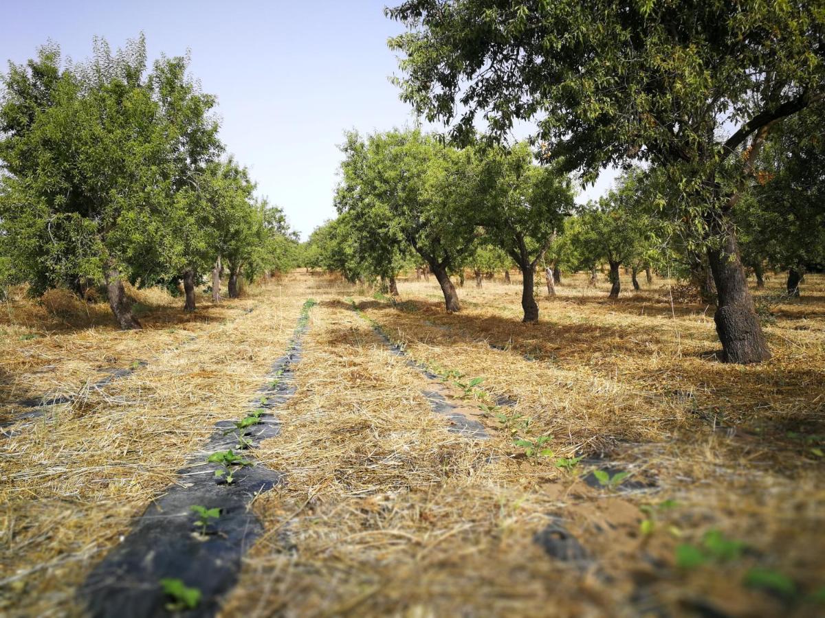 Casette Marianeddi -Agriturismo Marianeddi