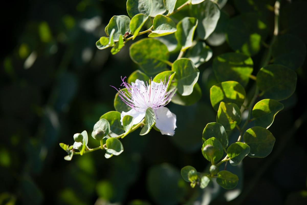 Tenuta di Castellaro Winery & Resort