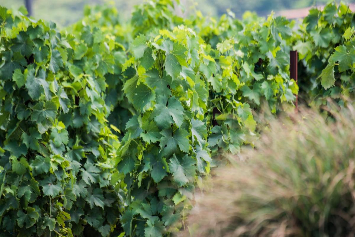 Tenuta di Castellaro Winery & Resort