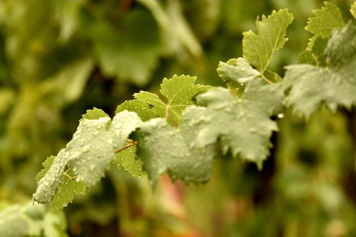 Tenuta di Castellaro Winery & Resort