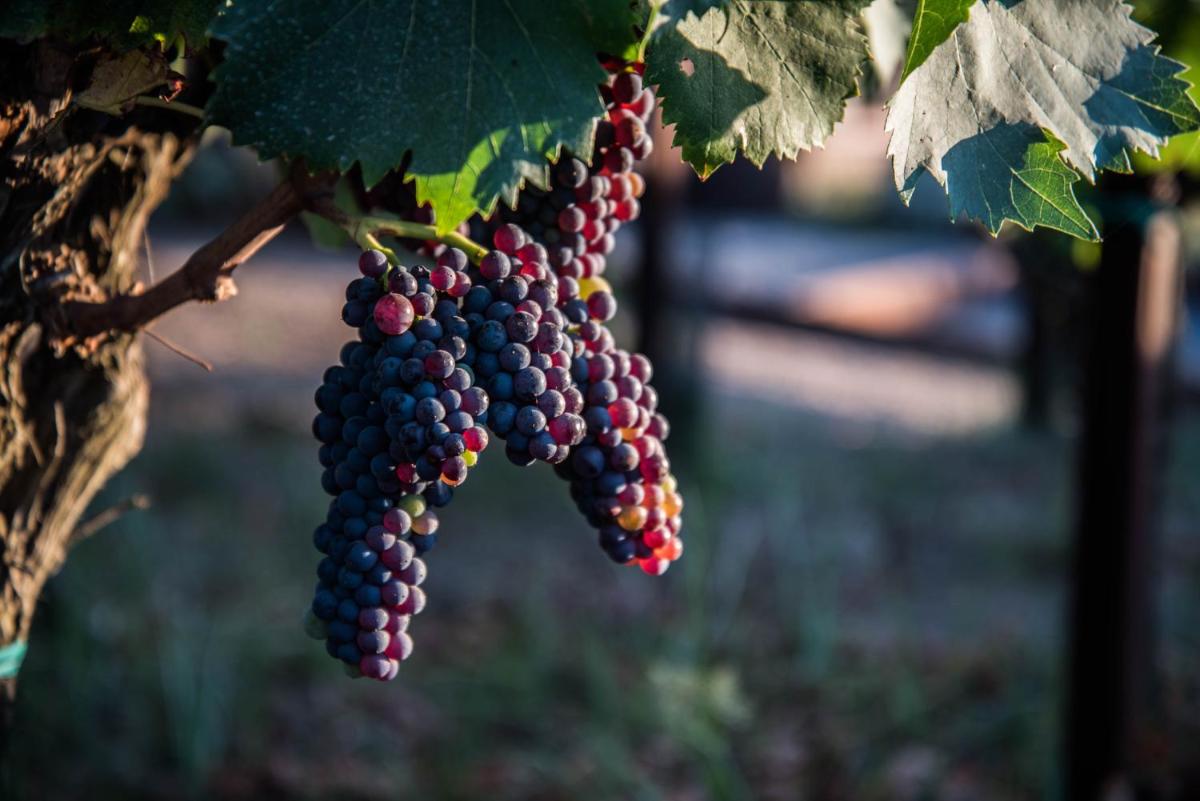 Tenuta di Castellaro Winery & Resort