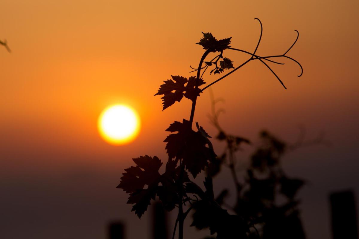 Tenuta di Castellaro Winery & Resort