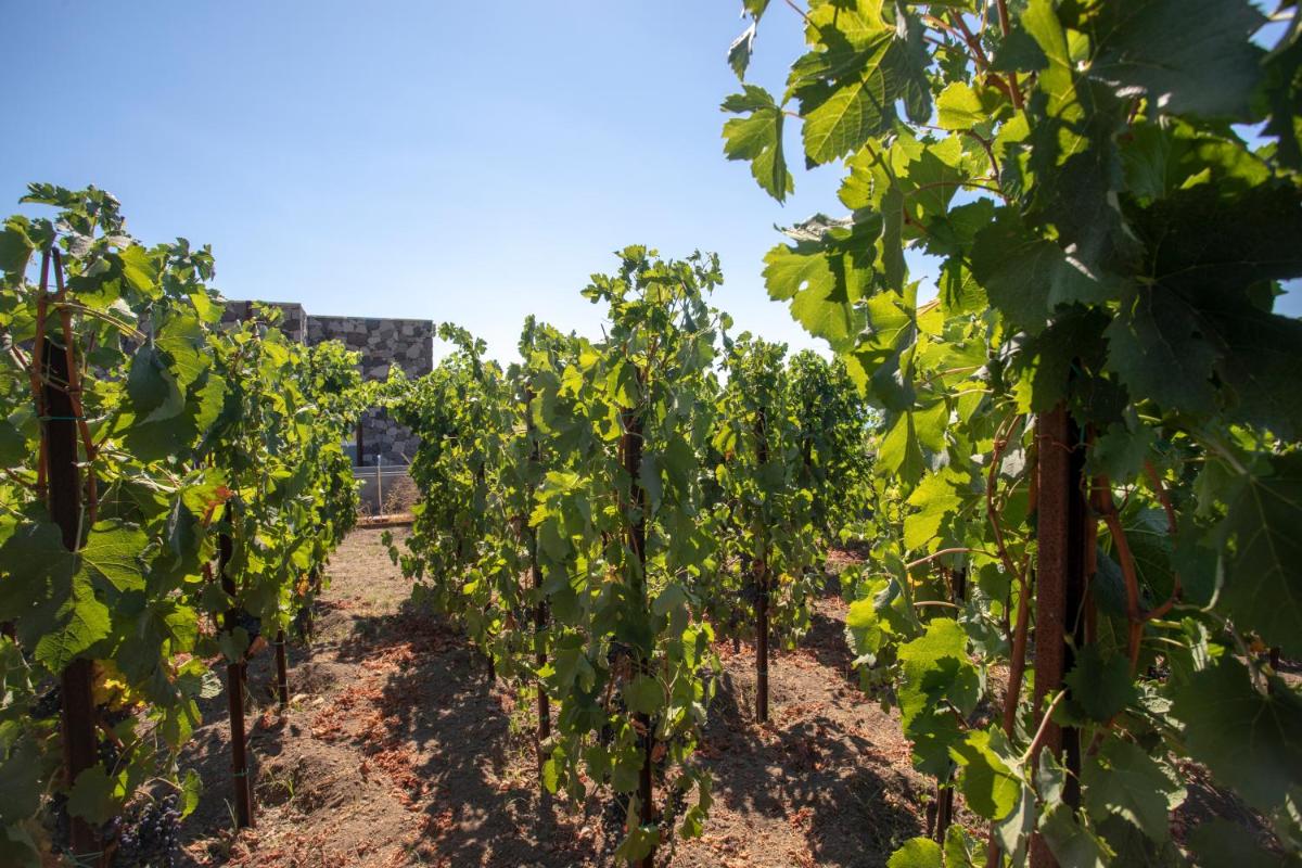 Tenuta di Castellaro Winery & Resort