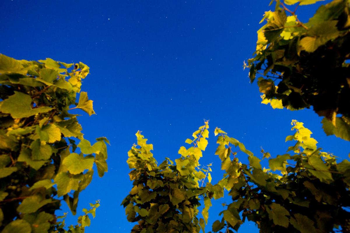 Tenuta di Castellaro Winery & Resort