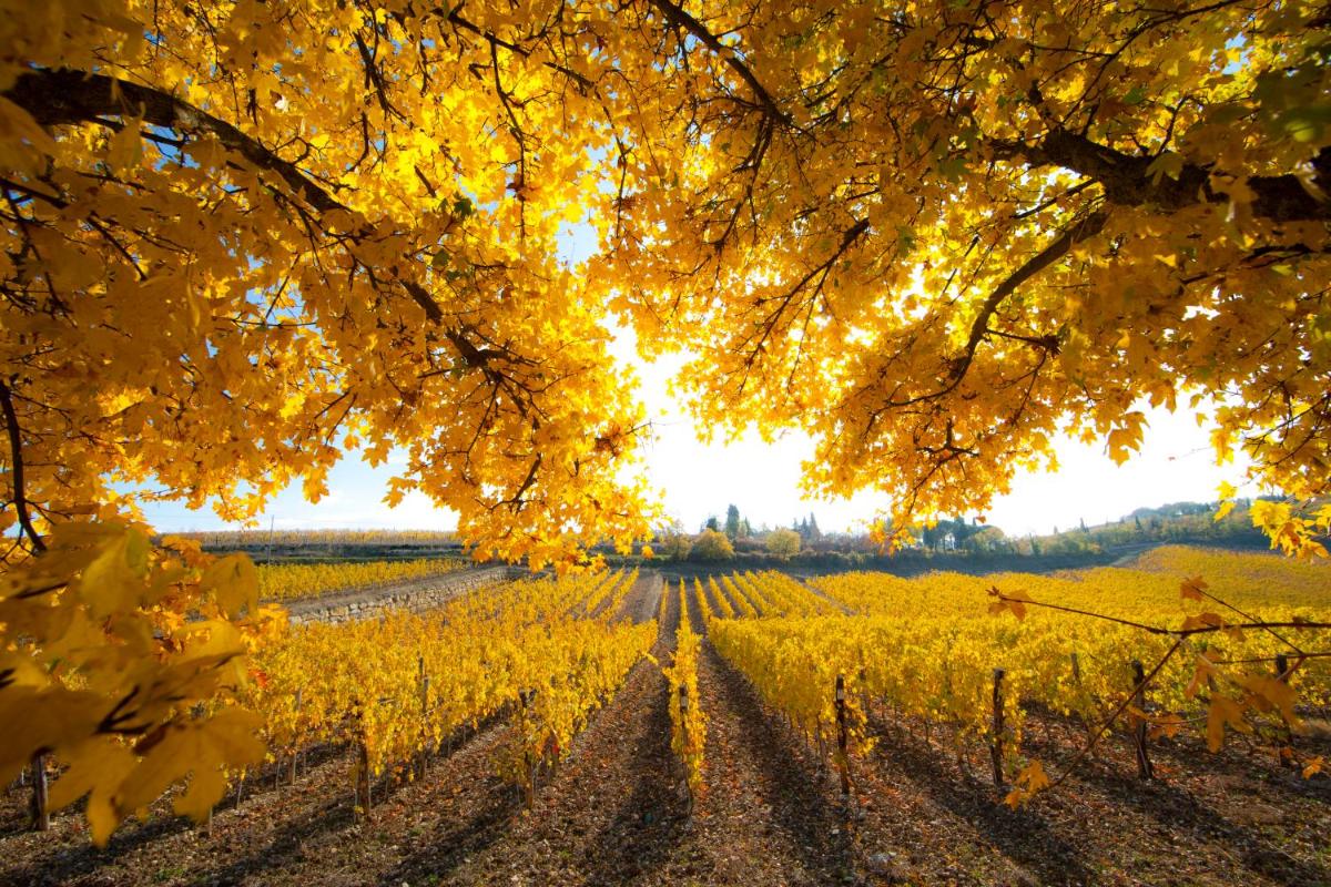 Le suites di Castello di Ama