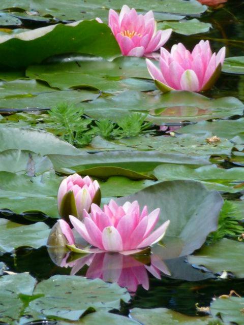 Castello di Cernusco Lombardone