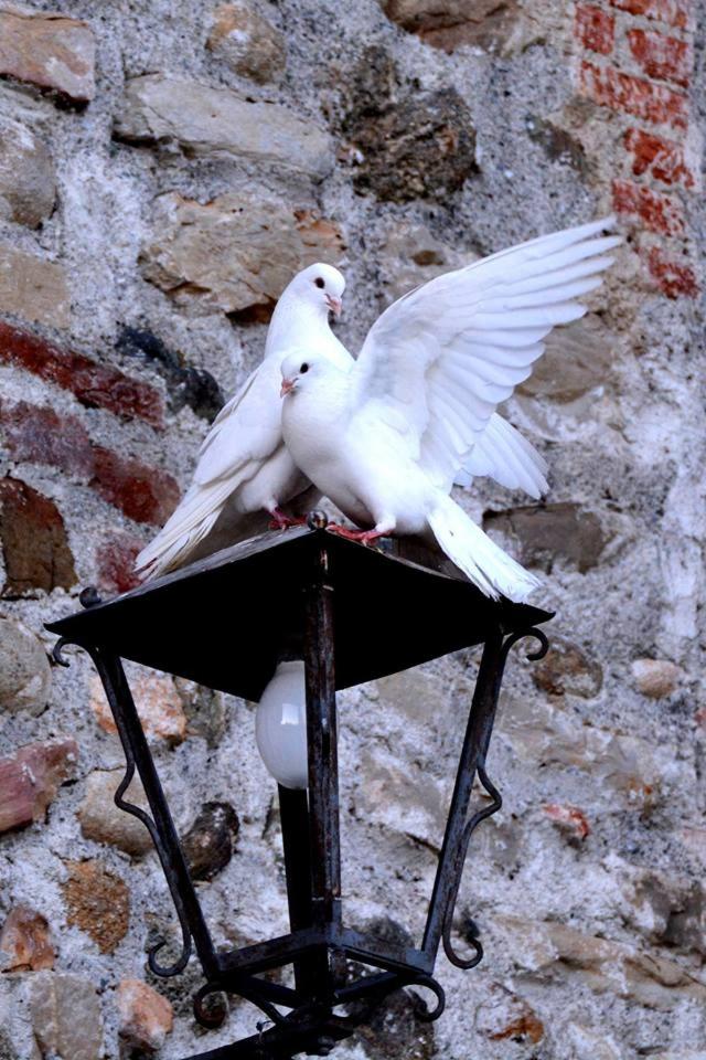 Castello di Cernusco Lombardone