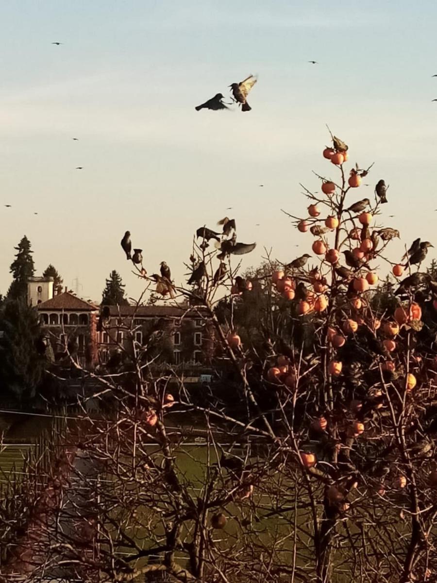 Castello di Cernusco Lombardone