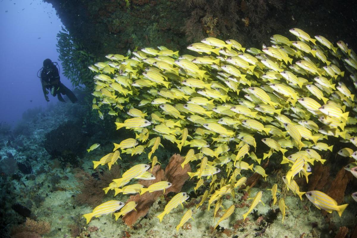 The Centara Collection, Machchafushi Island Resort & Spa Maldives - 30 percent discount on transfers for min 4 nights stay and more, valid for reservations between 11th Feb till 22 Dec 2025