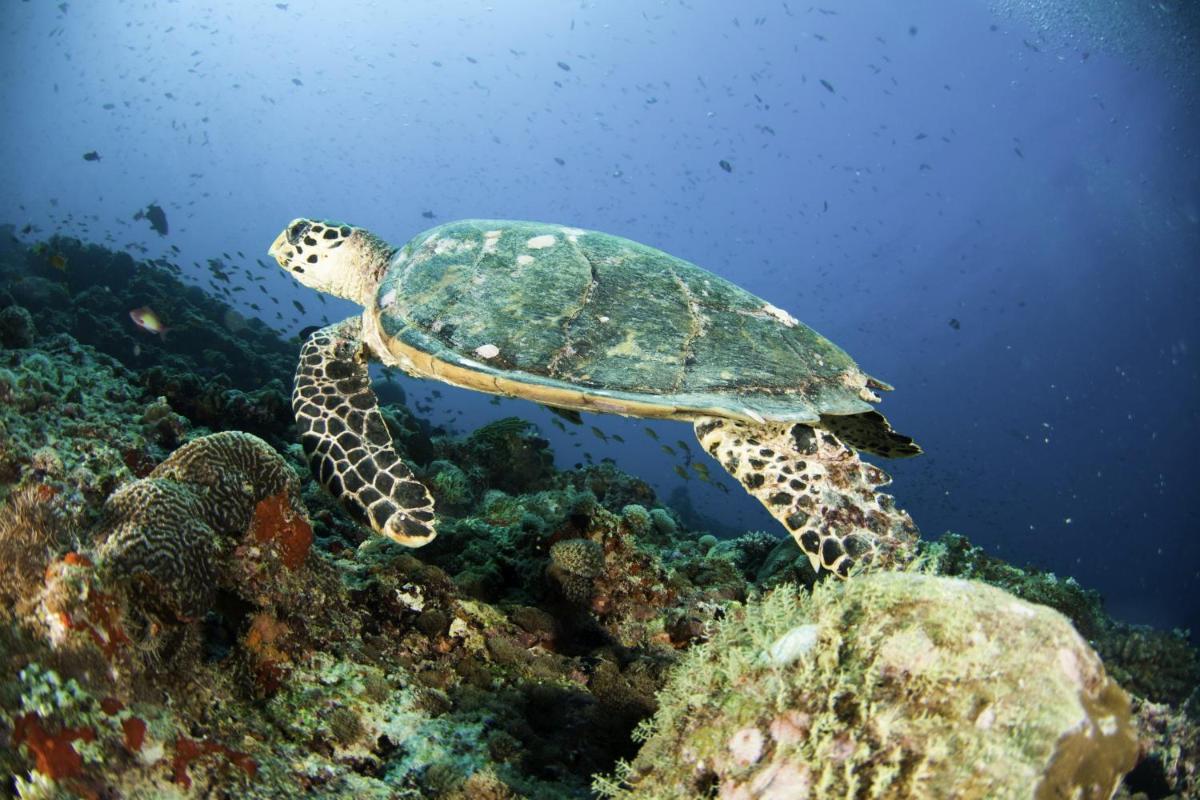 The Centara Collection, Machchafushi Island Resort & Spa Maldives - 30 percent discount on transfers for min 4 nights stay and more, valid for reservations between 11th Feb till 22 Dec 2025