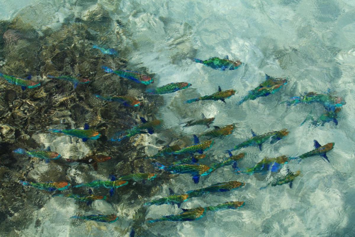 The Centara Collection, Machchafushi Island Resort & Spa Maldives - 30 percent discount on transfers for min 4 nights stay and more, valid for reservations between 11th Feb till 22 Dec 2025