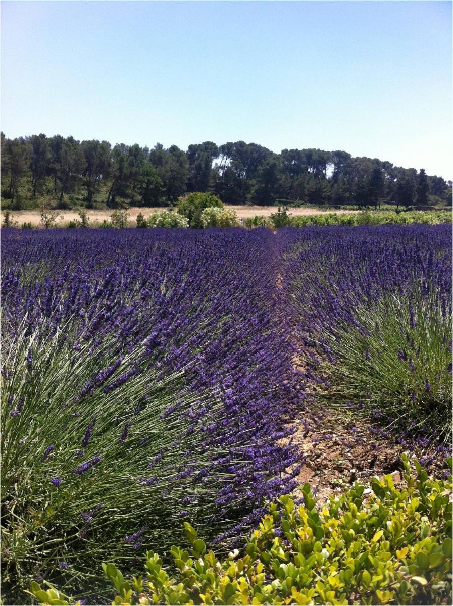 Chambre d'hôtes Château Gigognan