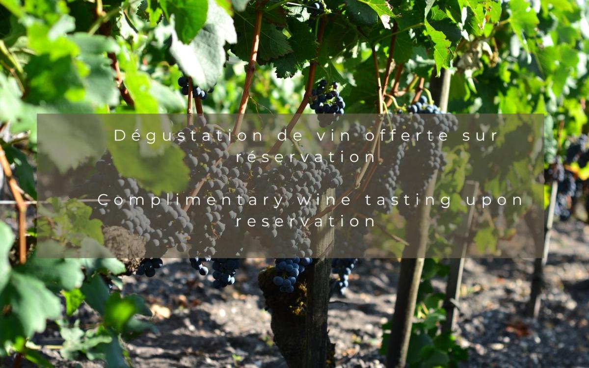 Château Léognan, Domaine viticole - proche Bordeaux