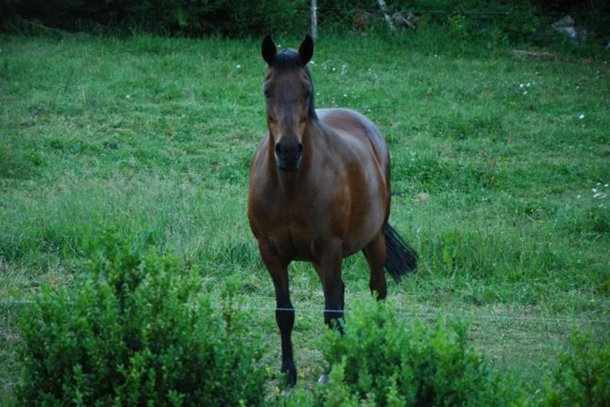 Château de Bessonies