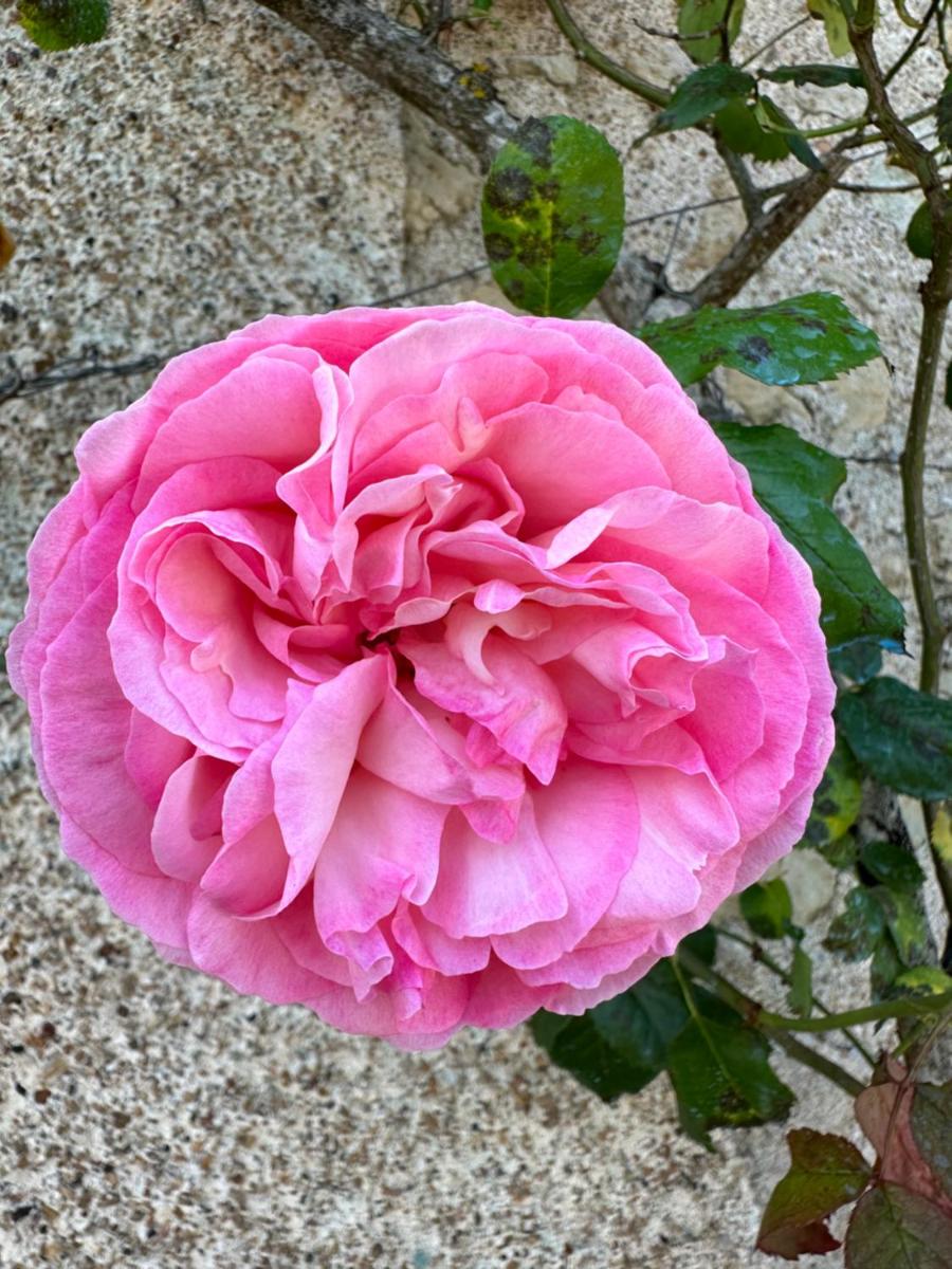 Hôtel & SPA Château de La Côte - Brantôme