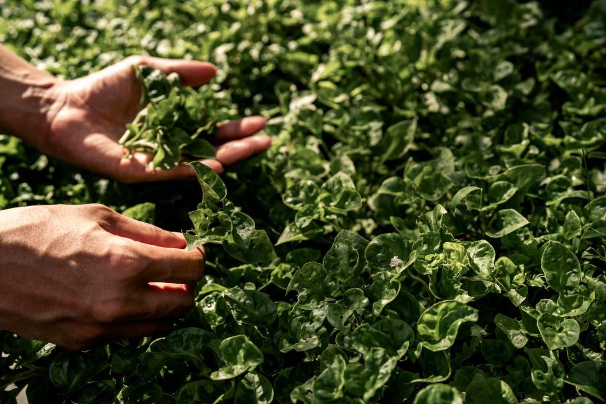 COMO Point Yamu, Phuket