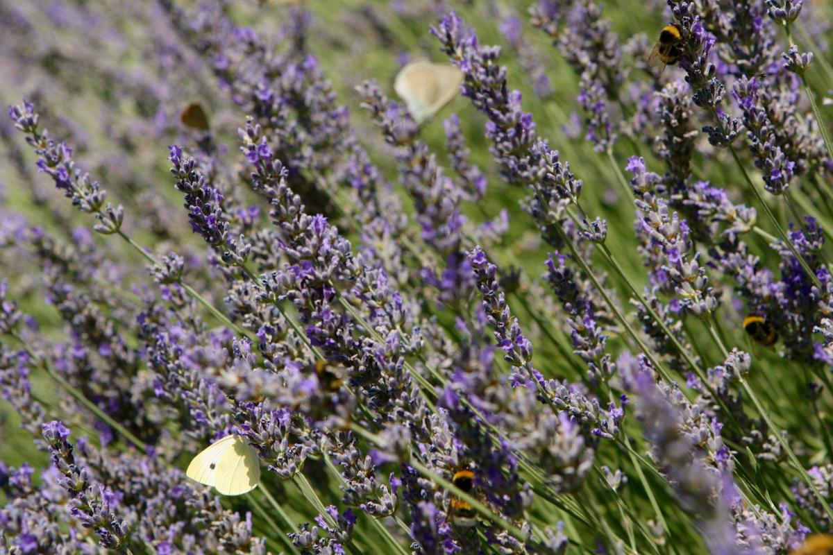 Convento di San Colombo