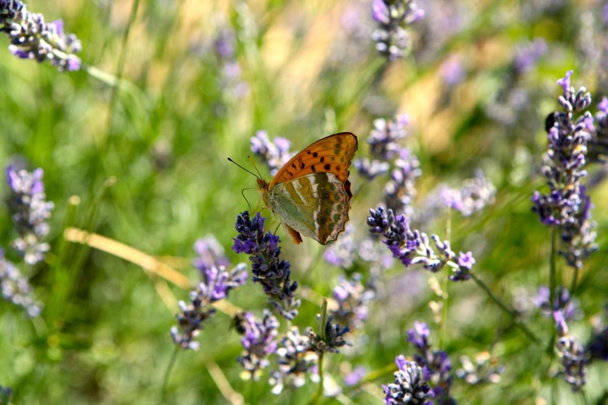 Convento di San Colombo