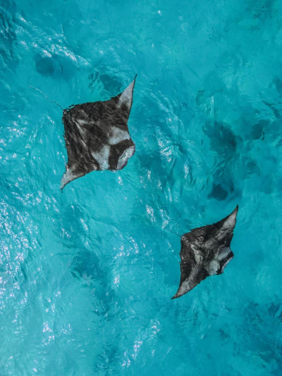 Diamonds Athuruga Maldives Resort & Spa