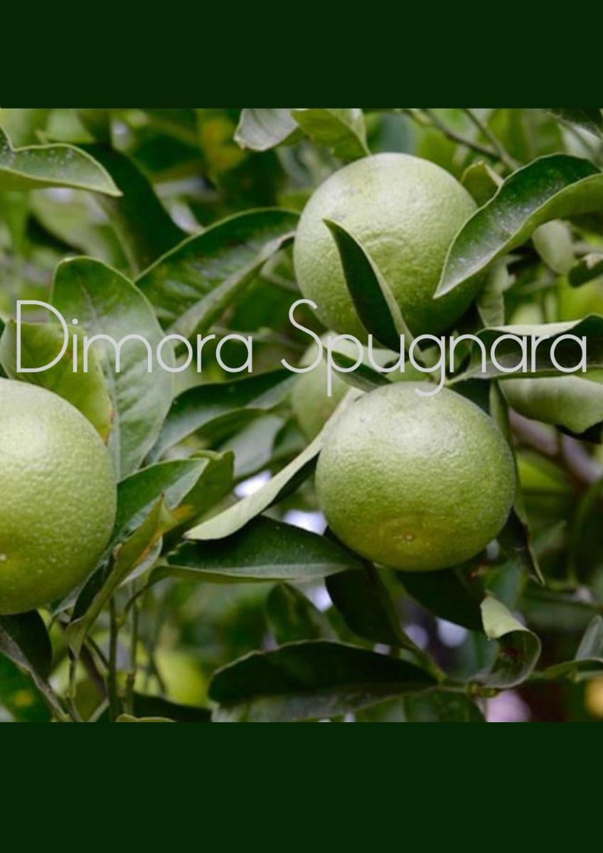 Dimora Spugnara